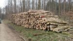 Stammholz – Esche – Bild 2