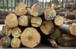 Stammholz – Eiche – Bild 3