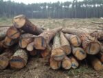 Stammholz – Kiefer – Bild 4