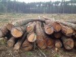 Stammholz – Kiefer – Bild 2